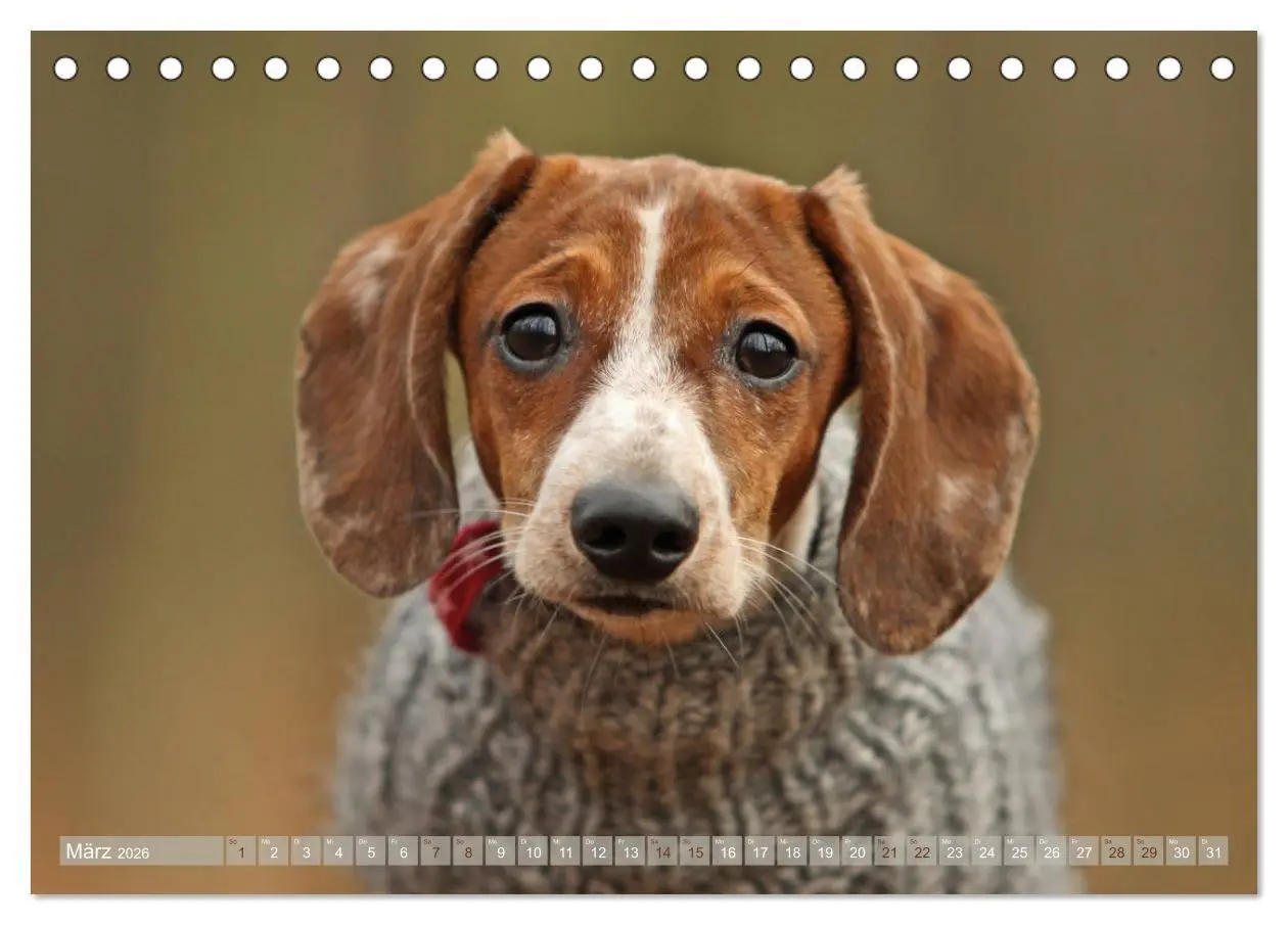 Bild: 9783457748596 | Die Dackel daggeln.... (Tischkalender 2026 DIN A5 quer), CALVENDO...
