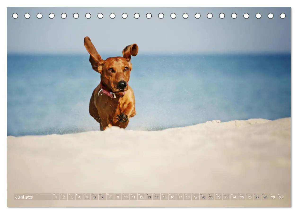 Bild: 9783457748596 | Die Dackel daggeln.... (Tischkalender 2026 DIN A5 quer), CALVENDO...