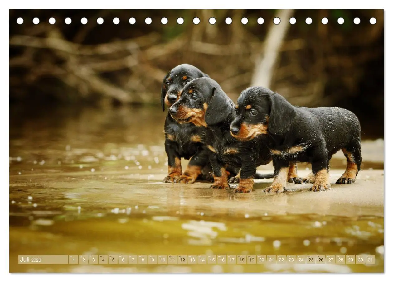 Bild: 9783457748596 | Die Dackel daggeln.... (Tischkalender 2026 DIN A5 quer), CALVENDO...