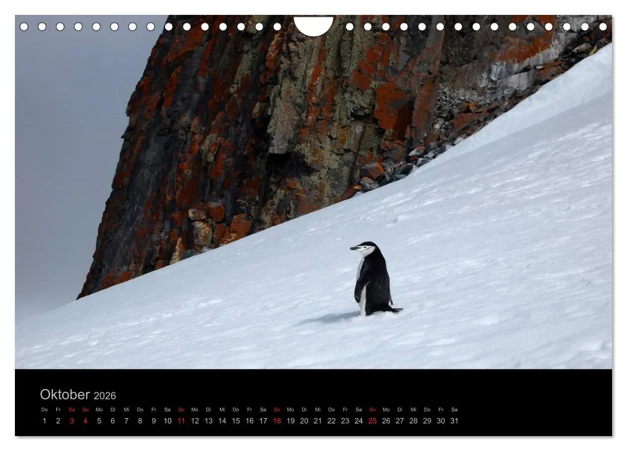 Bild: 9783516118896 | Antarktische Impressionen (Wandkalender 2026 DIN A4 quer), CALVENDO...