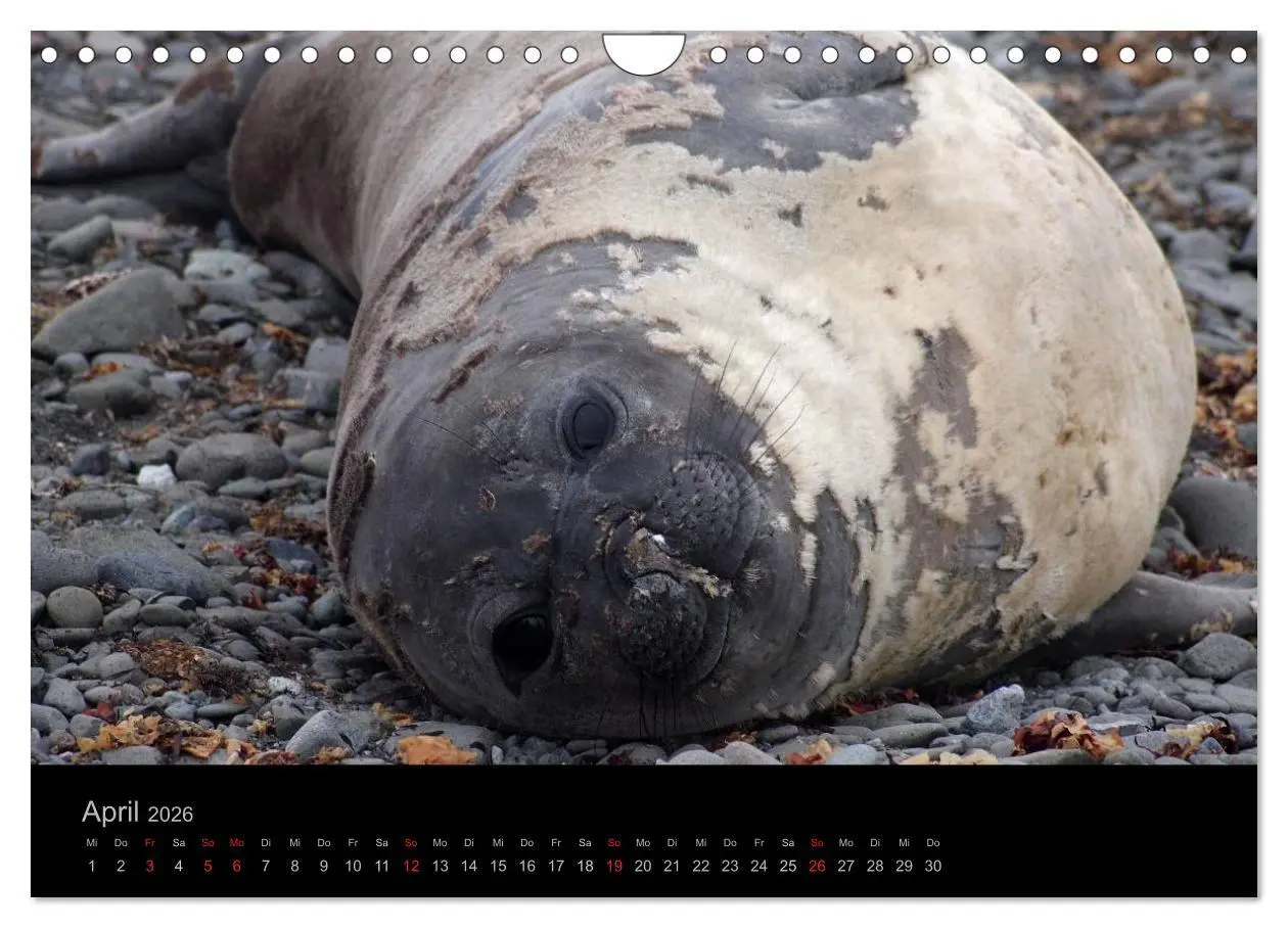 Bild: 9783516118896 | Antarktische Impressionen (Wandkalender 2026 DIN A4 quer), CALVENDO...