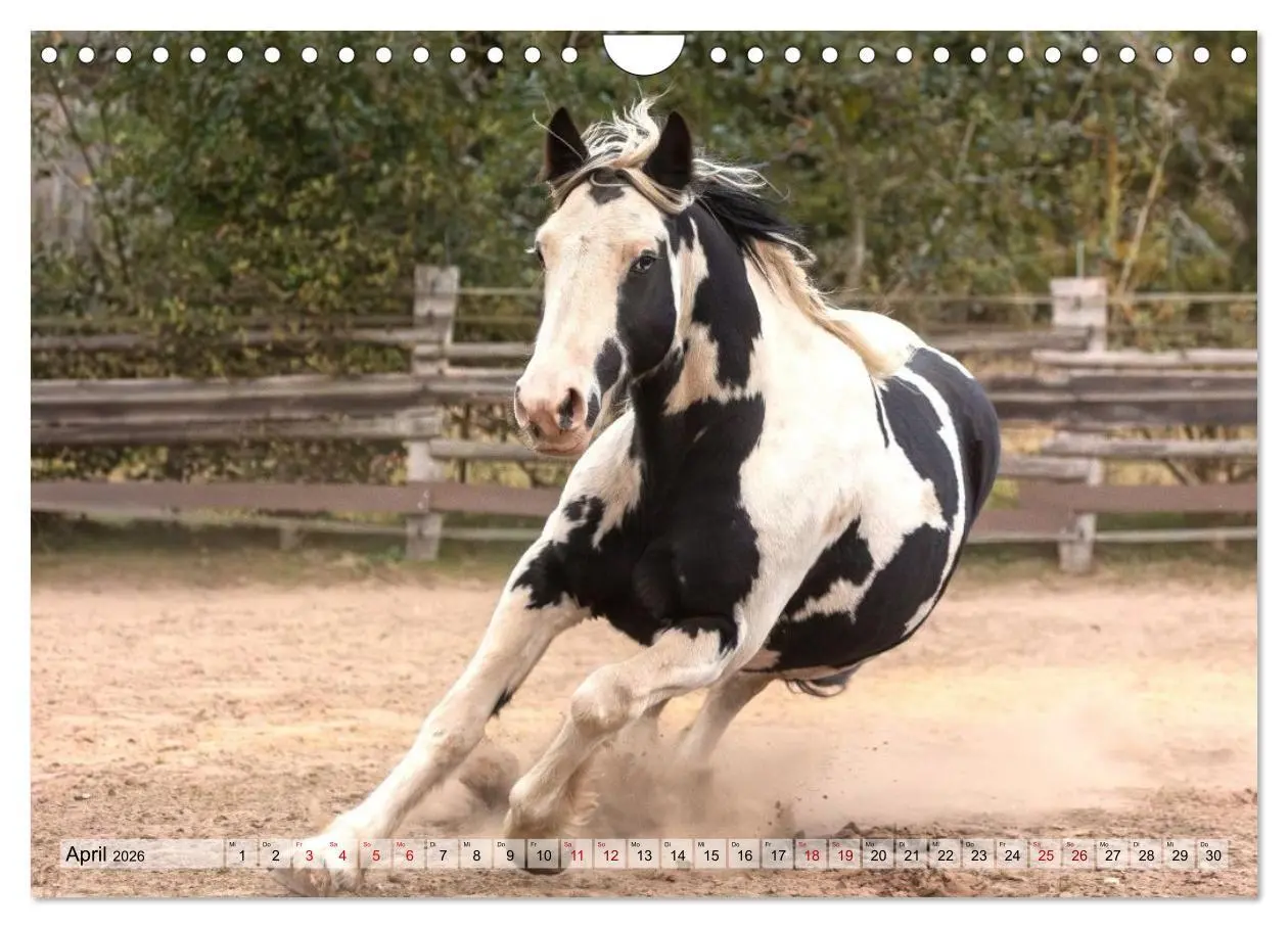 Bild: 9783516728996 | Colorful Horse Ranch - Wo Tinker posen und Ponys lächeln...