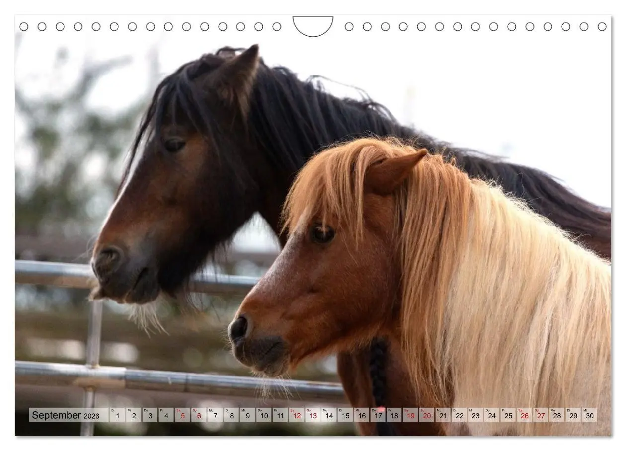Bild: 9783516728996 | Colorful Horse Ranch - Wo Tinker posen und Ponys lächeln...