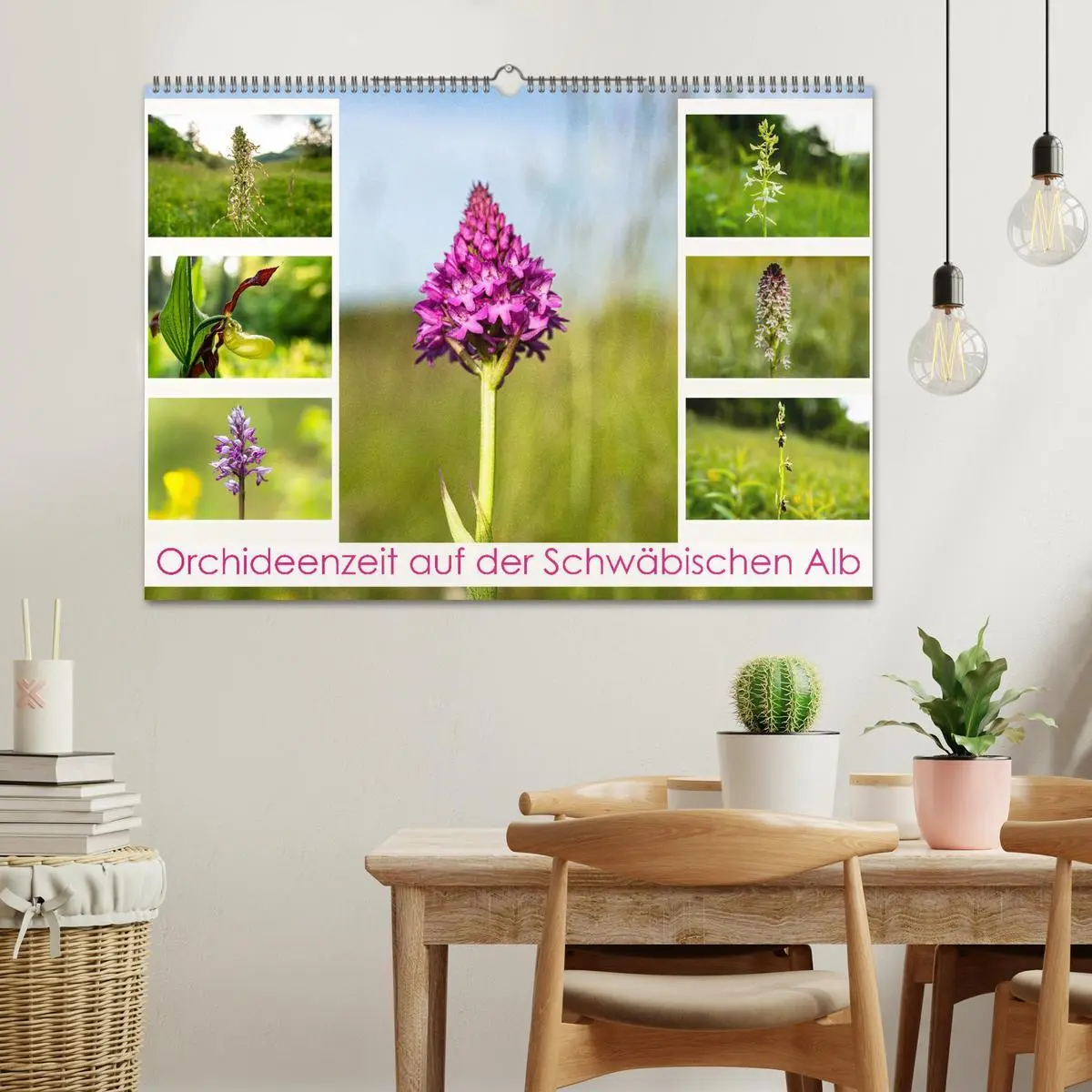 Bild: 9783457519196 | Orchideenzeit auf der Schwäbischen Alb (Wandkalender 2026 DIN A2...