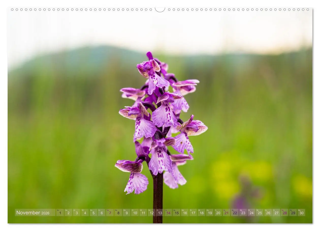 Bild: 9783457519196 | Orchideenzeit auf der Schwäbischen Alb (Wandkalender 2026 DIN A2...