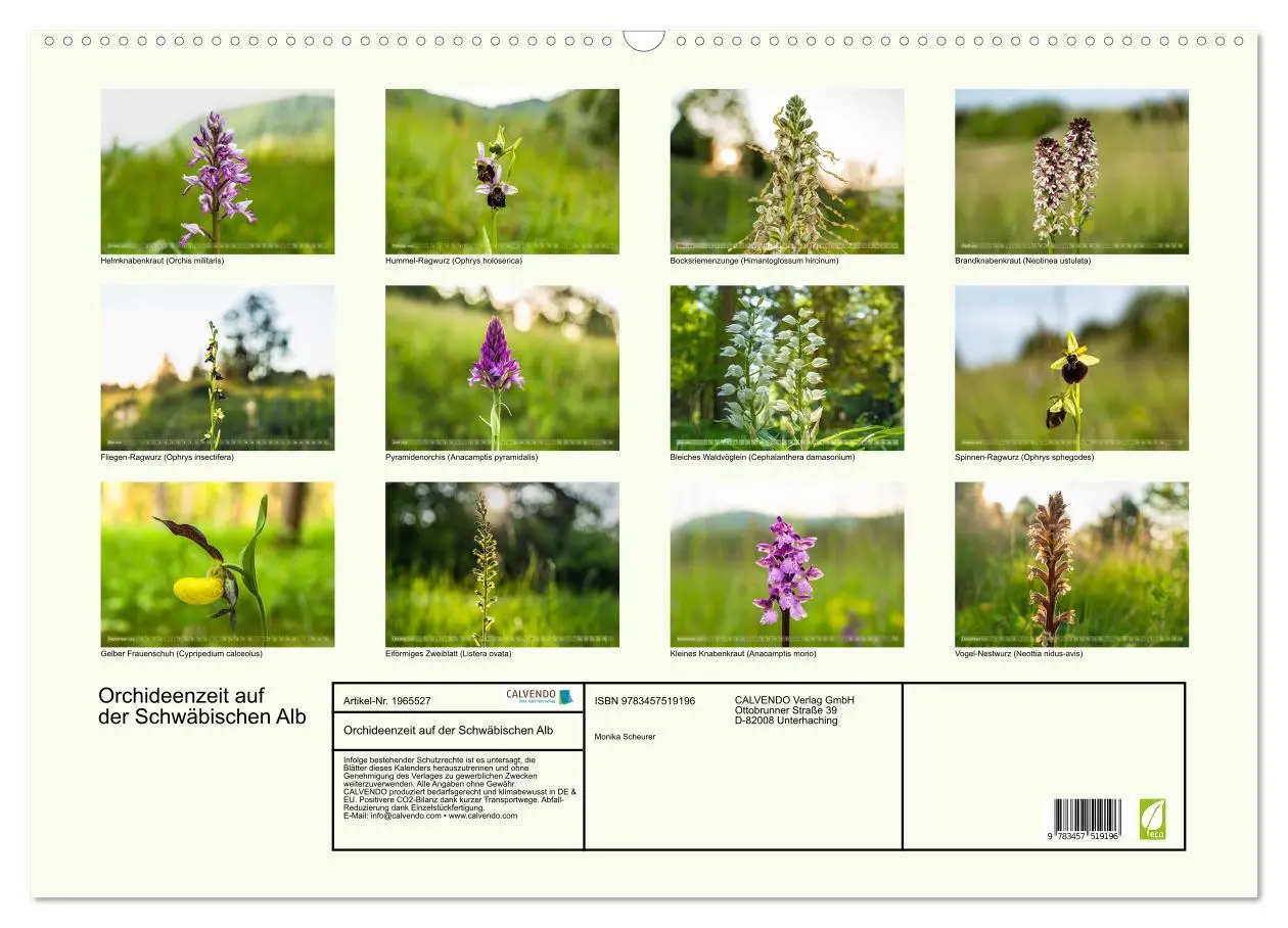 Bild: 9783457519196 | Orchideenzeit auf der Schwäbischen Alb (Wandkalender 2026 DIN A2...