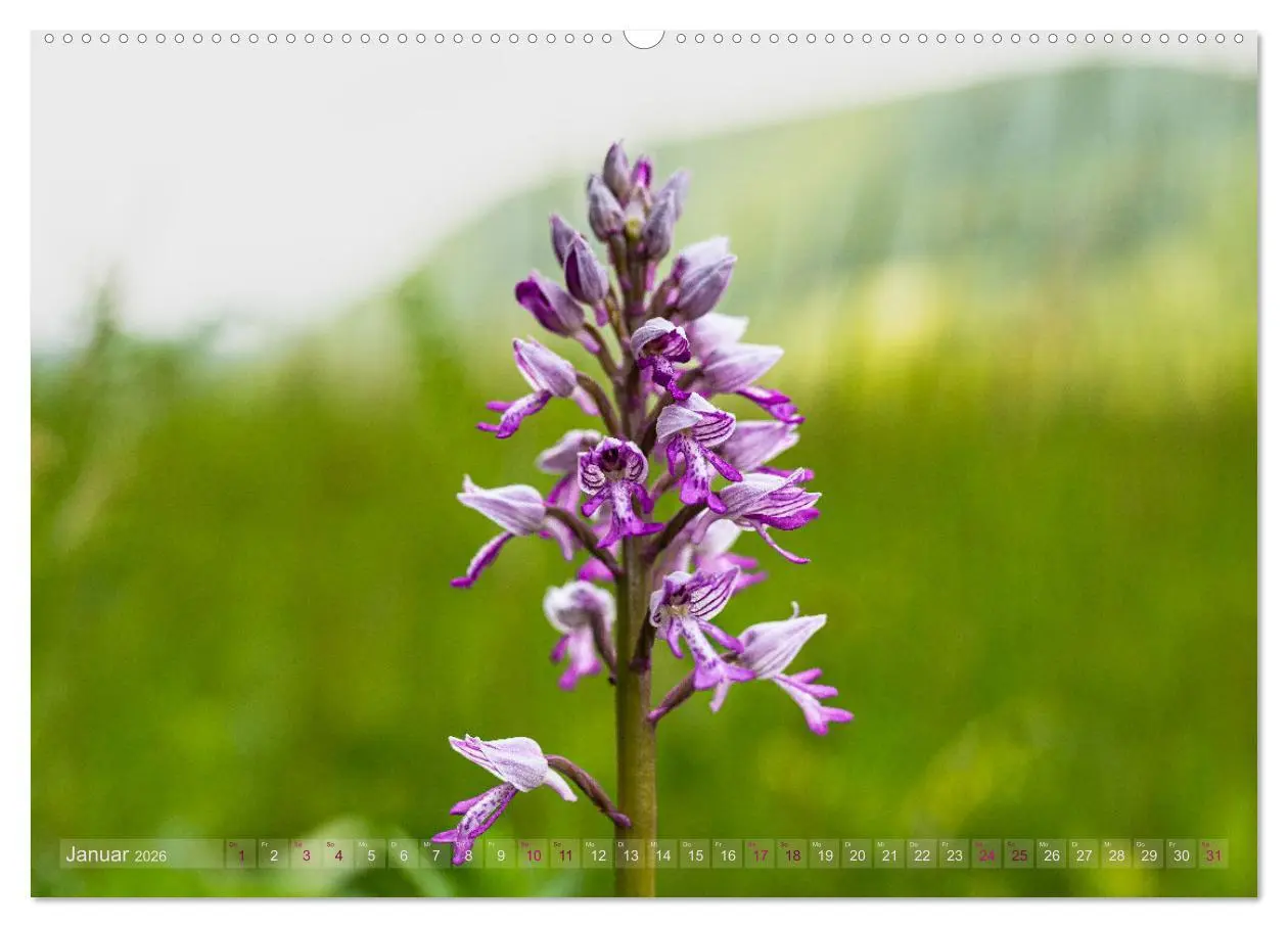 Bild: 9783457519196 | Orchideenzeit auf der Schwäbischen Alb (Wandkalender 2026 DIN A2...