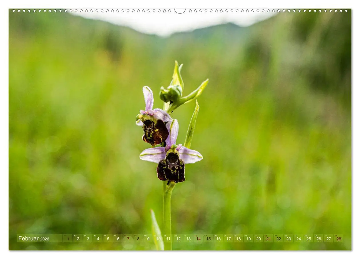 Bild: 9783457519196 | Orchideenzeit auf der Schwäbischen Alb (Wandkalender 2026 DIN A2...