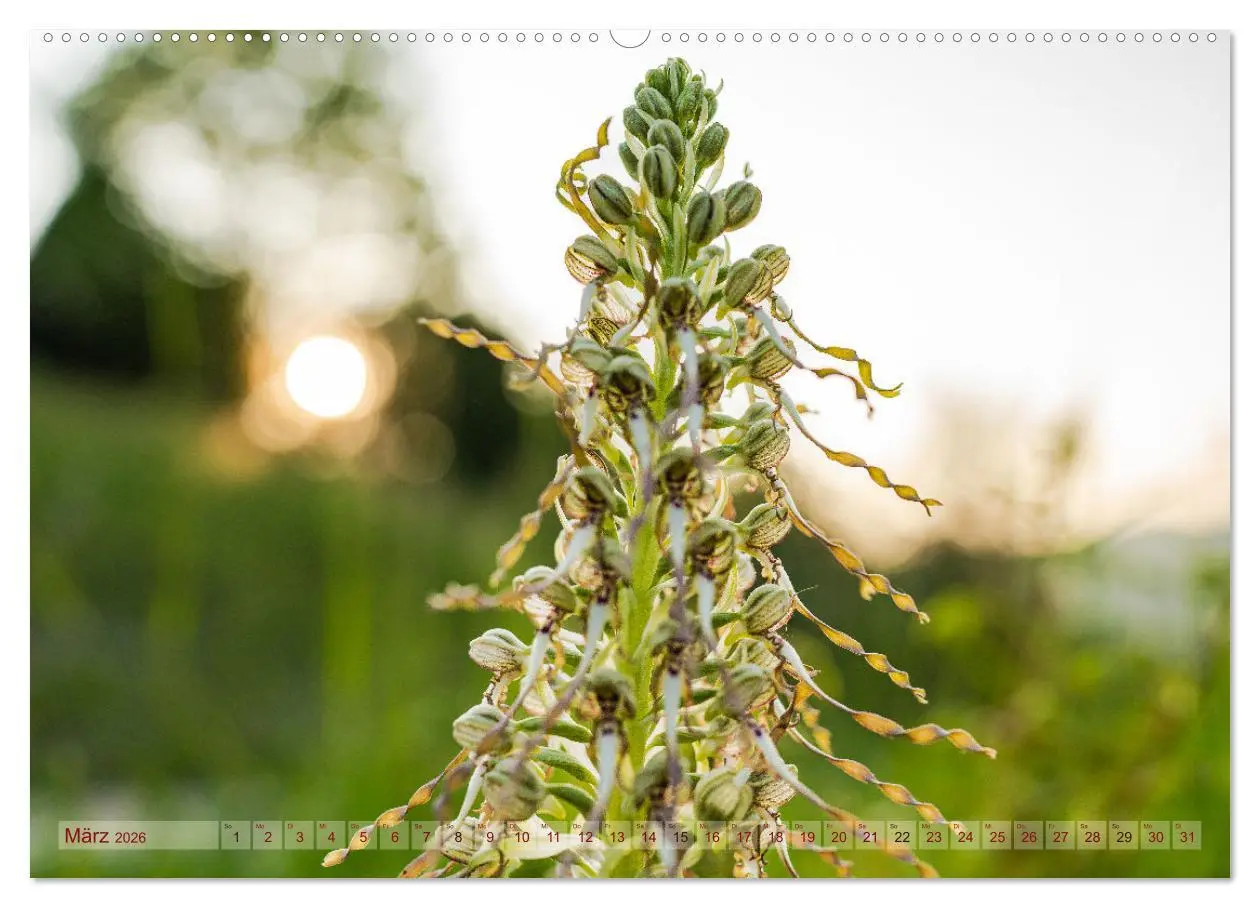 Bild: 9783457519196 | Orchideenzeit auf der Schwäbischen Alb (Wandkalender 2026 DIN A2...