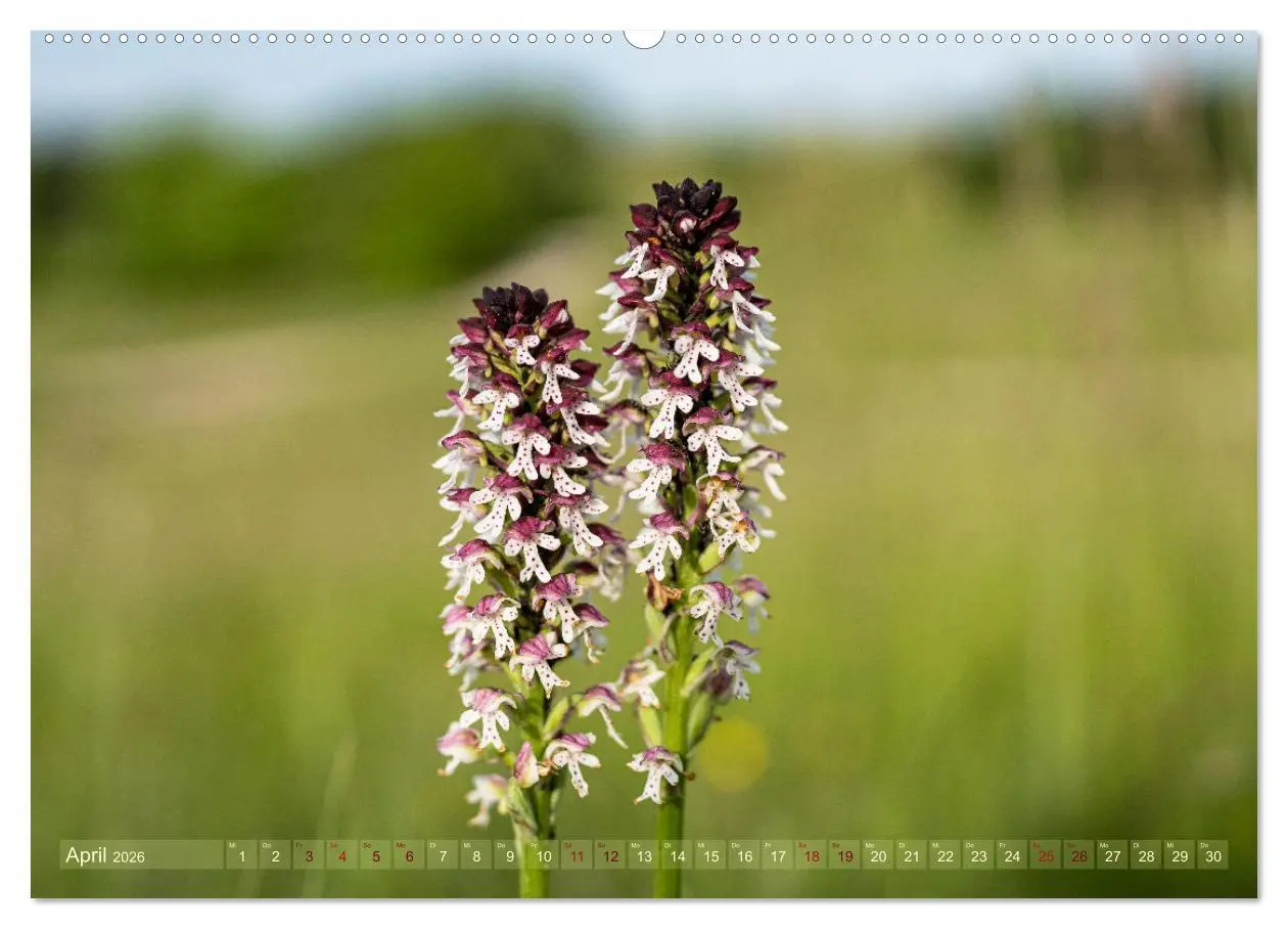 Bild: 9783457519196 | Orchideenzeit auf der Schwäbischen Alb (Wandkalender 2026 DIN A2...