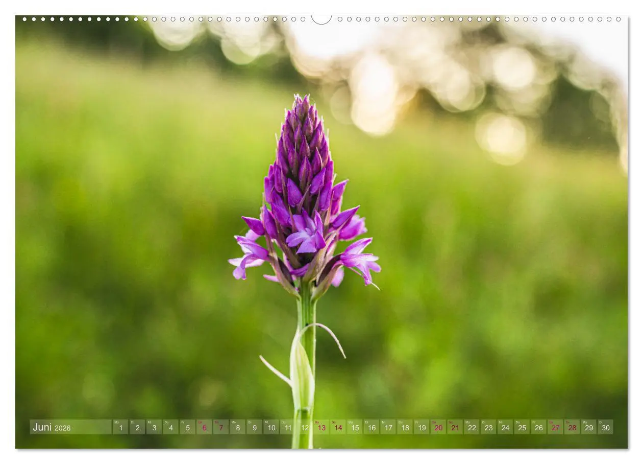 Bild: 9783457519196 | Orchideenzeit auf der Schwäbischen Alb (Wandkalender 2026 DIN A2...