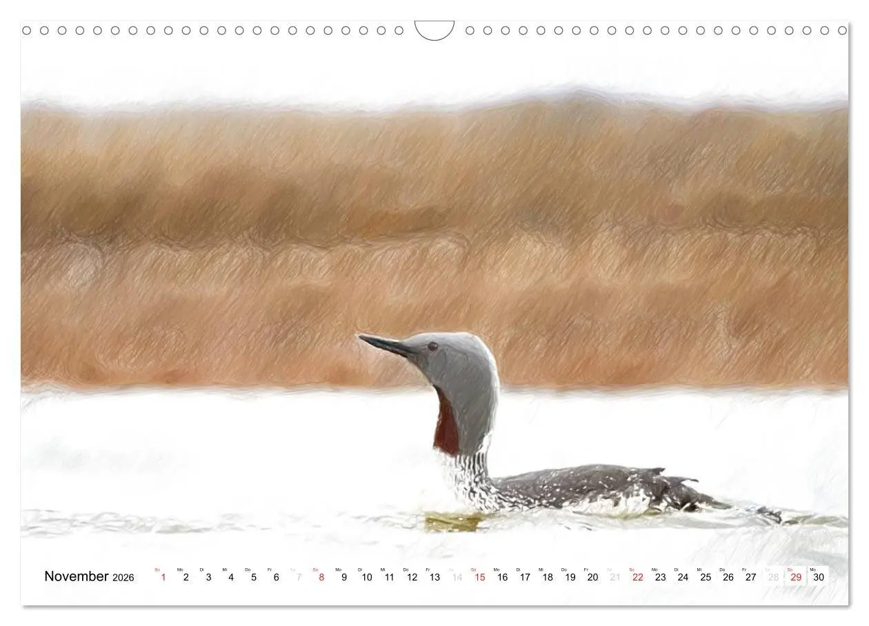 Bild: 9783457999196 | Schottlands Vogelwelt - Ein Porträt in Zeichnungen (Wandkalender...