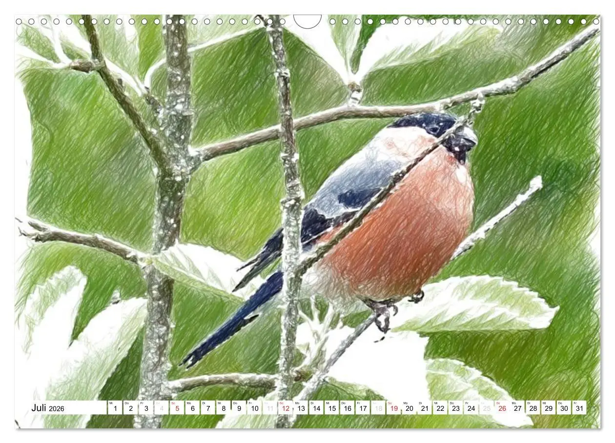 Bild: 9783457999196 | Schottlands Vogelwelt - Ein Porträt in Zeichnungen (Wandkalender...