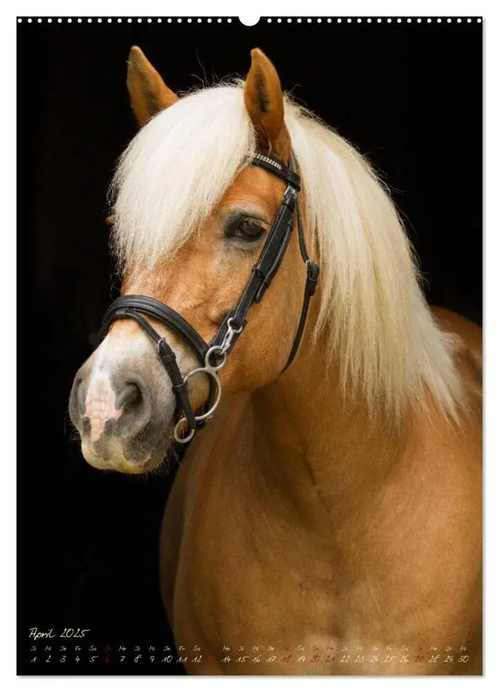 Bild: 9783457059296 | Pferde im Portait (Wandkalender 2025 DIN A2 hoch), CALVENDO...