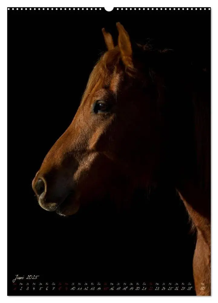 Bild: 9783457059296 | Pferde im Portait (Wandkalender 2025 DIN A2 hoch), CALVENDO...