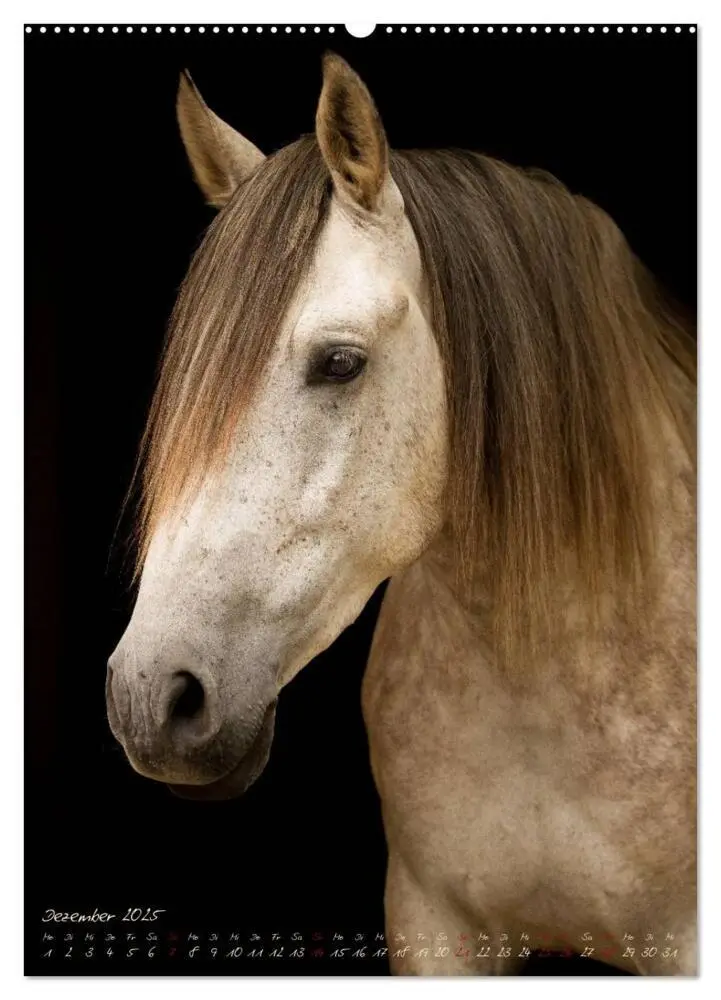 Bild: 9783457059296 | Pferde im Portait (Wandkalender 2025 DIN A2 hoch), CALVENDO...