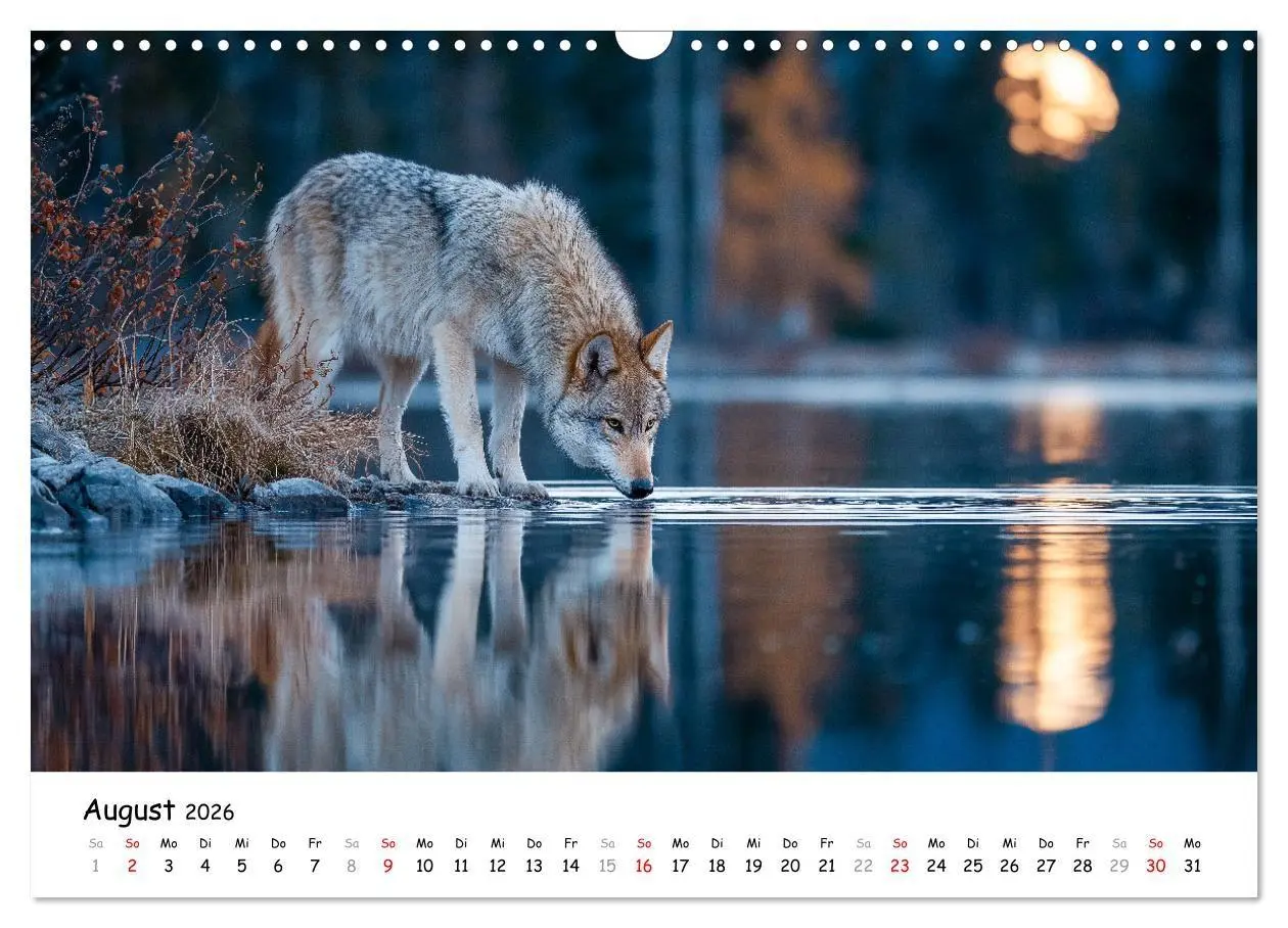 Bild: 9783516699296 | Wölfe im Mondlicht - Ruf der Wildnis (Wandkalender 2026 DIN A3...