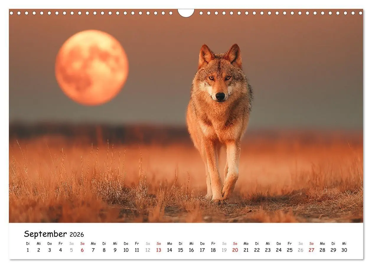 Bild: 9783516699296 | Wölfe im Mondlicht - Ruf der Wildnis (Wandkalender 2026 DIN A3...
