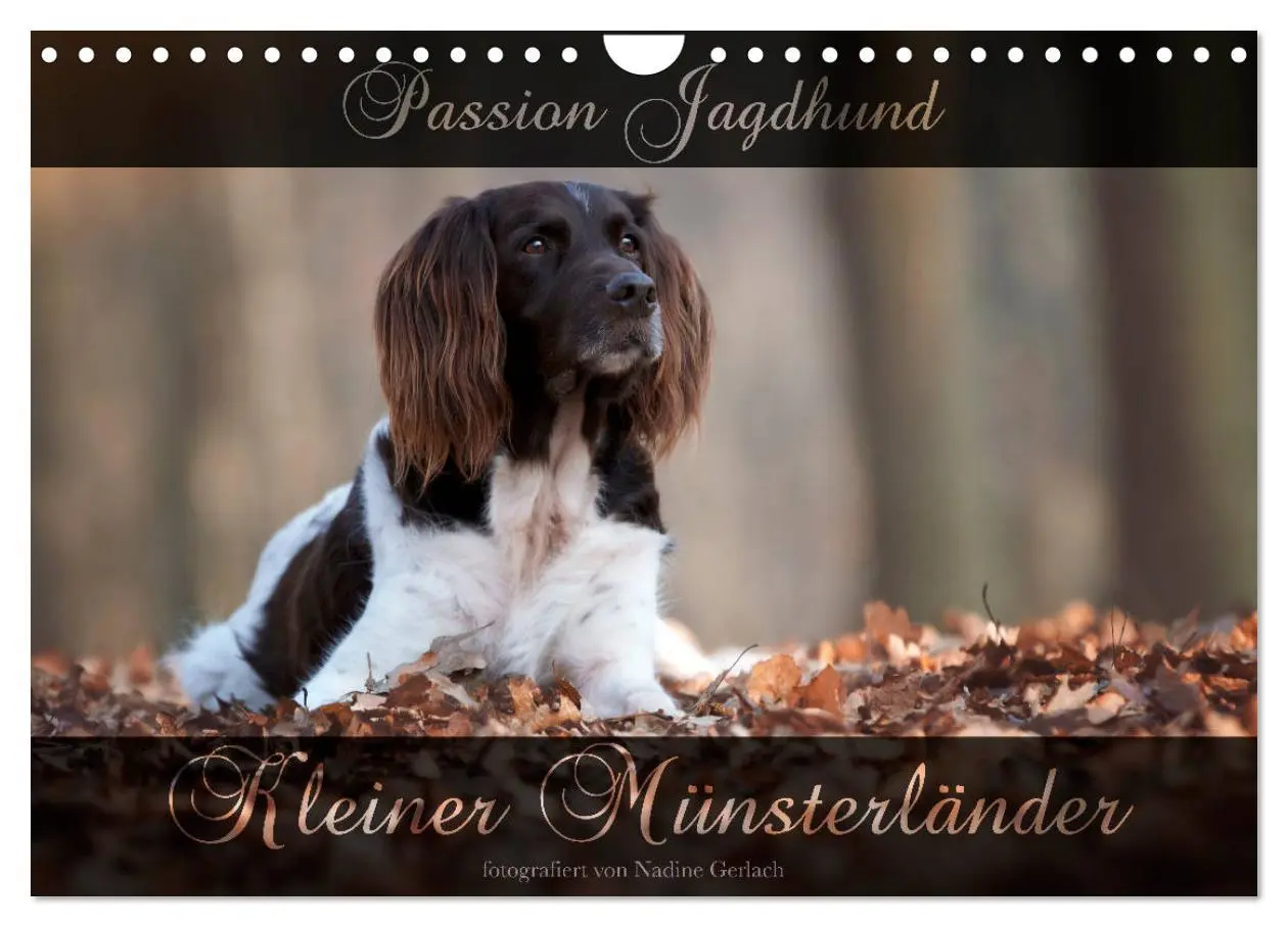 Cover: 9783435269396 | Passion Jagdhund - Kleiner Münsterländer (Wandkalender 2025 DIN A4...