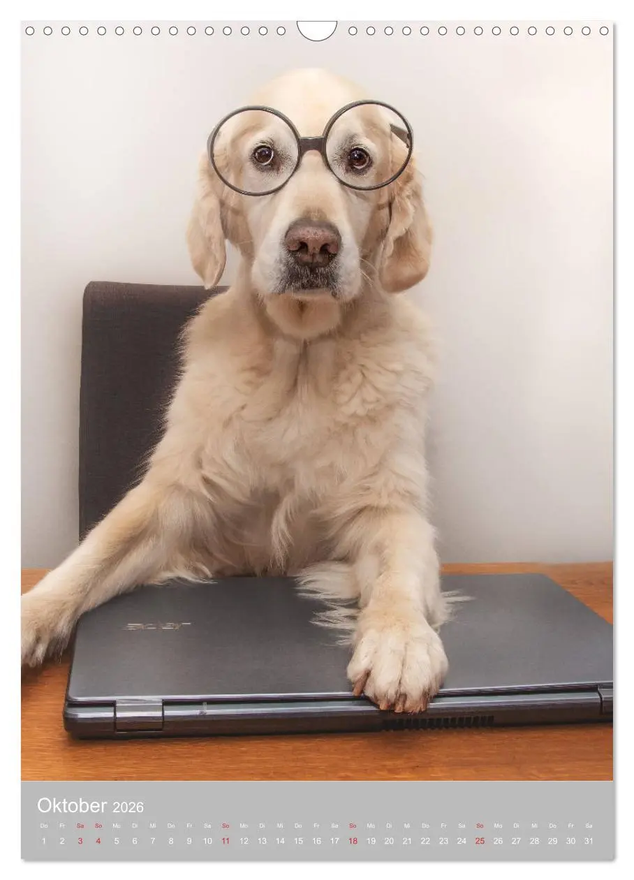 Bild: 9783516379396 | Grace und Cuba - Zwei liebenswerte Golden Retriever (Wandkalender...