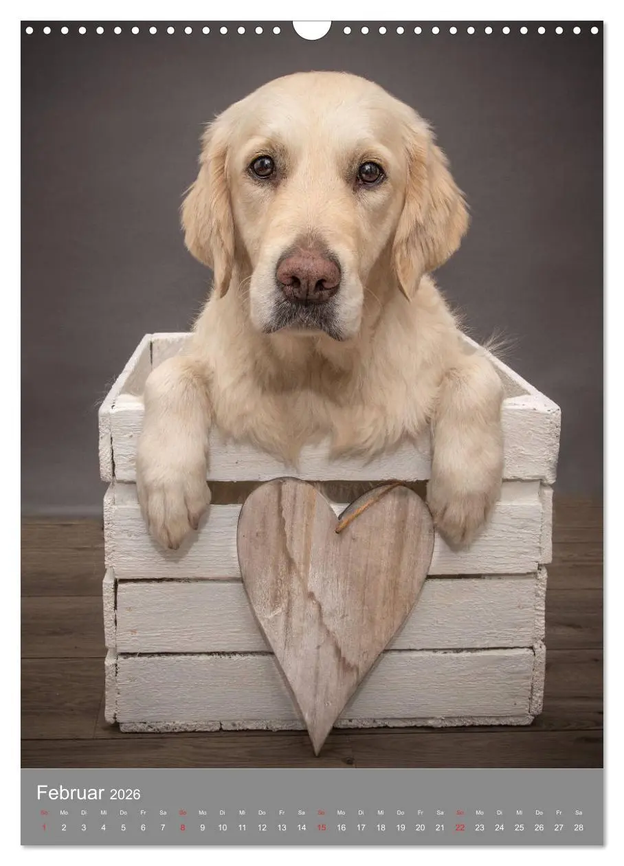 Bild: 9783516379396 | Grace und Cuba - Zwei liebenswerte Golden Retriever (Wandkalender...