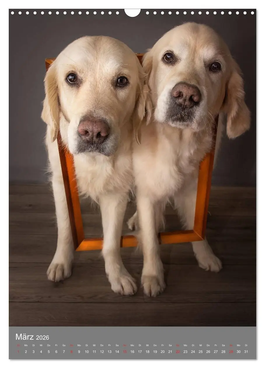 Bild: 9783516379396 | Grace und Cuba - Zwei liebenswerte Golden Retriever (Wandkalender...