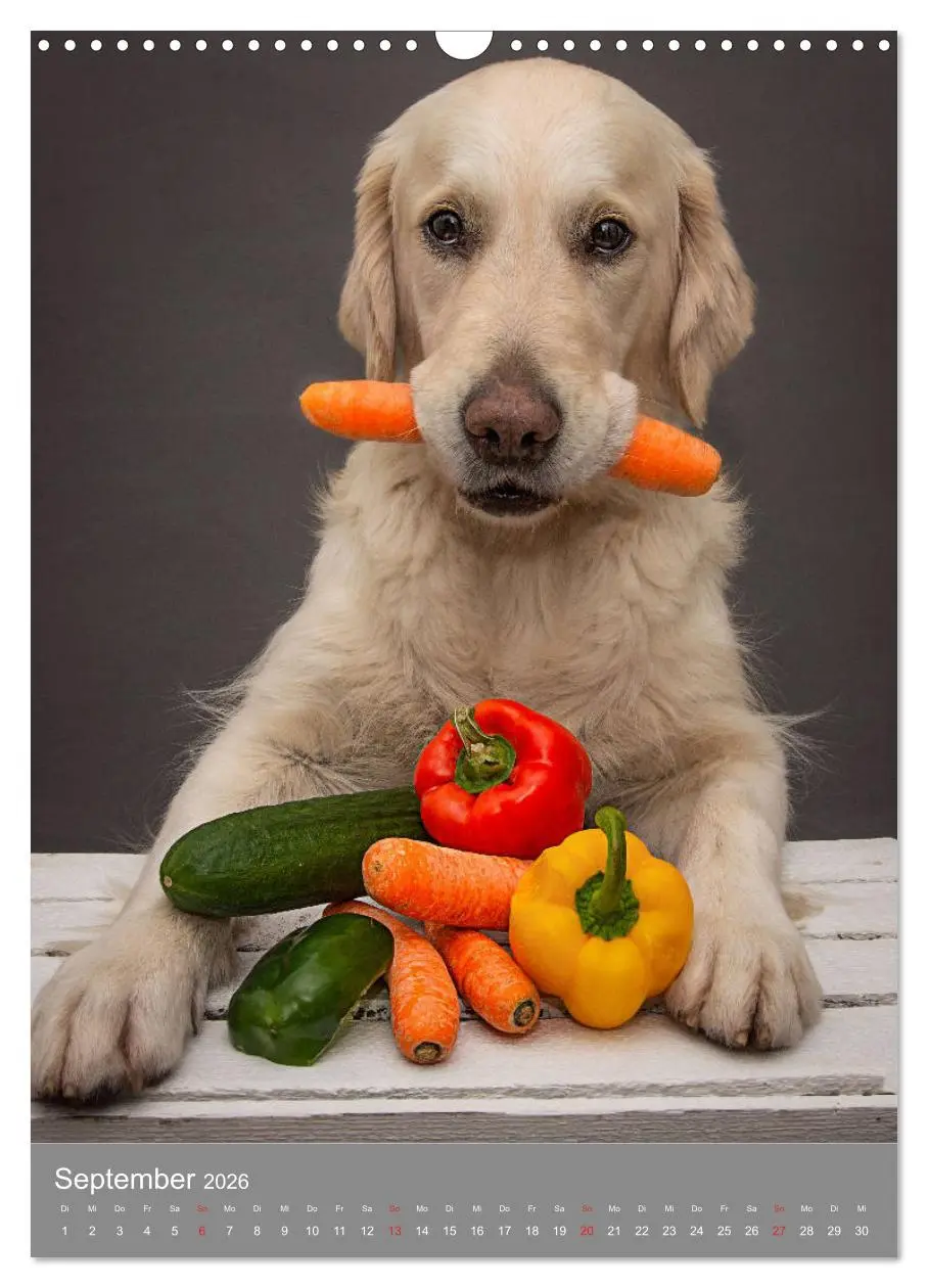 Bild: 9783516379396 | Grace und Cuba - Zwei liebenswerte Golden Retriever (Wandkalender...