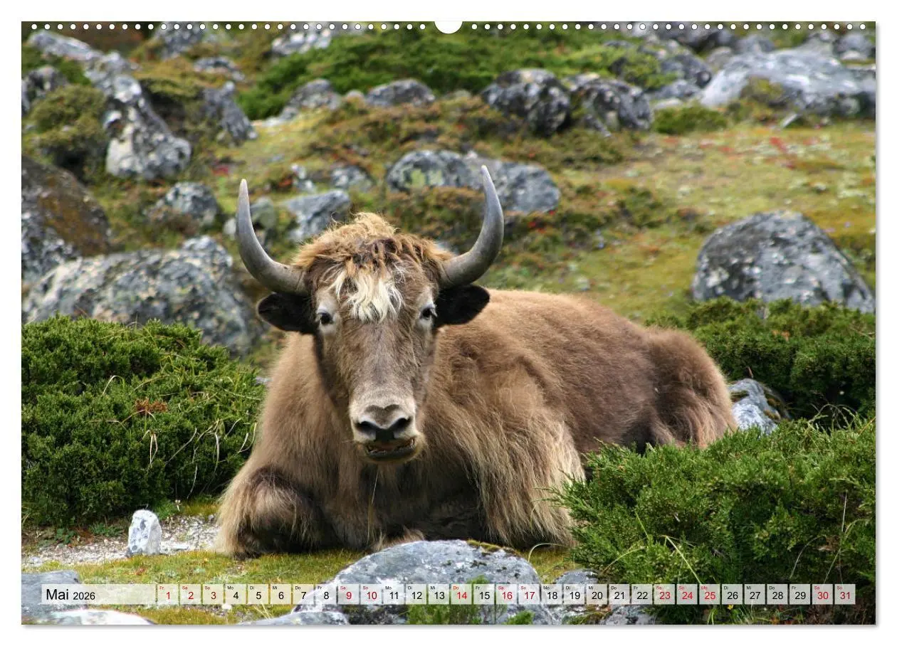 Bild: 9783457419496 | Yaks - auf steinigen Pfaden (hochwertiger Premium Wandkalender 2026...