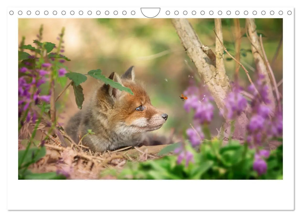 Bild: 9783383849596 | Füchse - zauberhafte Seelen (Wandkalender 2025 DIN A4 quer),...