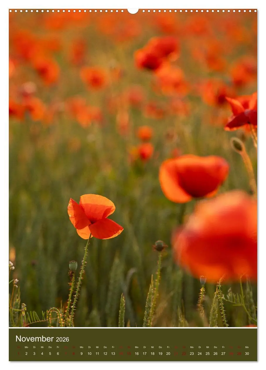 Bild: 9783516359596 | Mohnblumen - kraftvoll und zart (hochwertiger Premium Wandkalender...