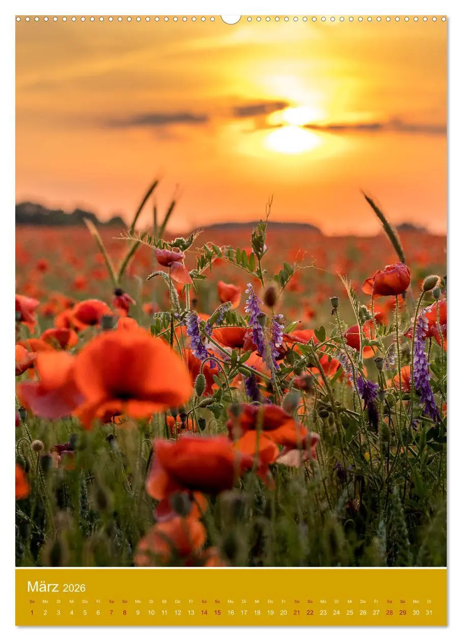 Bild: 9783516359596 | Mohnblumen - kraftvoll und zart (hochwertiger Premium Wandkalender...