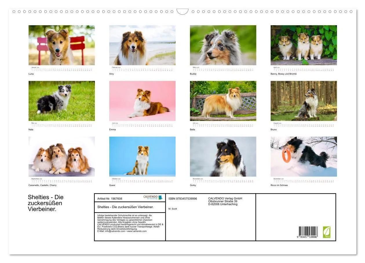 Bild: 9783457539996 | Shelties - Die zuckersüßen Vierbeiner. (Wandkalender 2026 DIN A2...