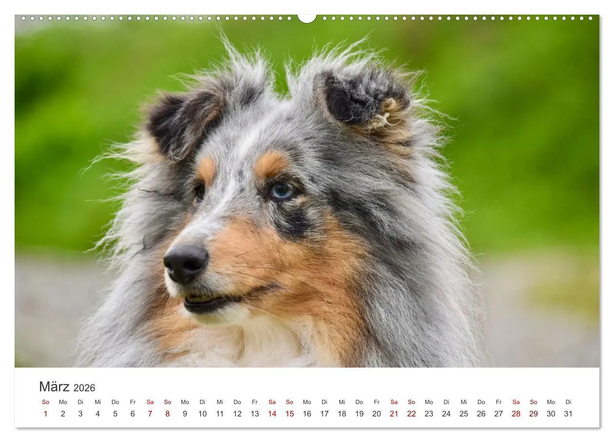 Bild: 9783457539996 | Shelties - Die zuckersüßen Vierbeiner. (Wandkalender 2026 DIN A2...