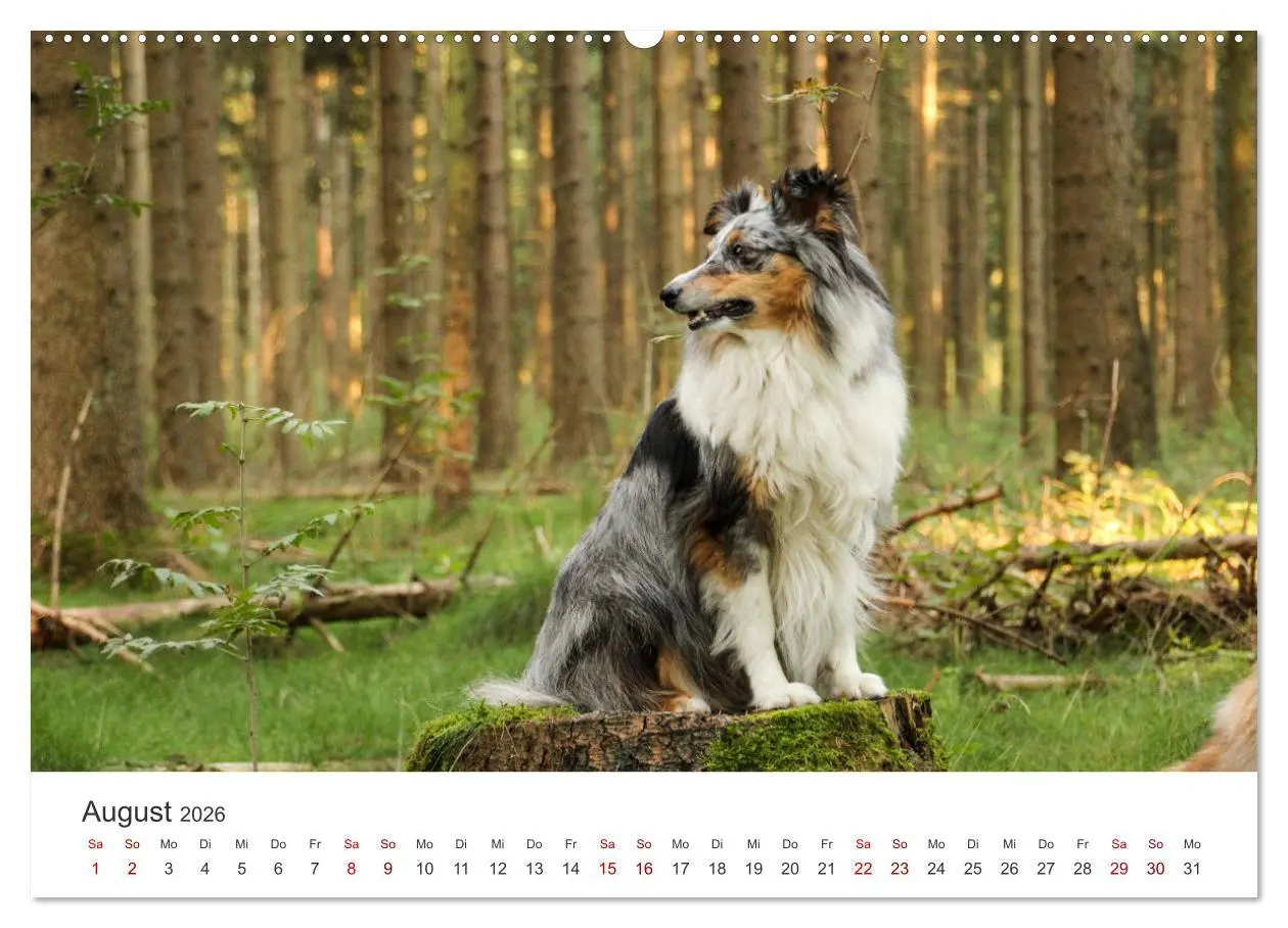 Bild: 9783457539996 | Shelties - Die zuckersüßen Vierbeiner. (Wandkalender 2026 DIN A2...