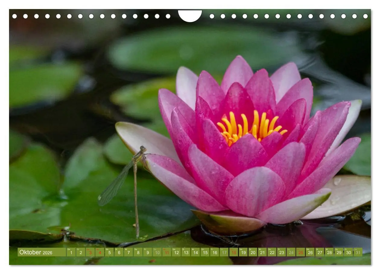 Bild: 9783457779996 | Zauberhafte Seerosen (Wandkalender 2026 DIN A4 quer), CALVENDO...