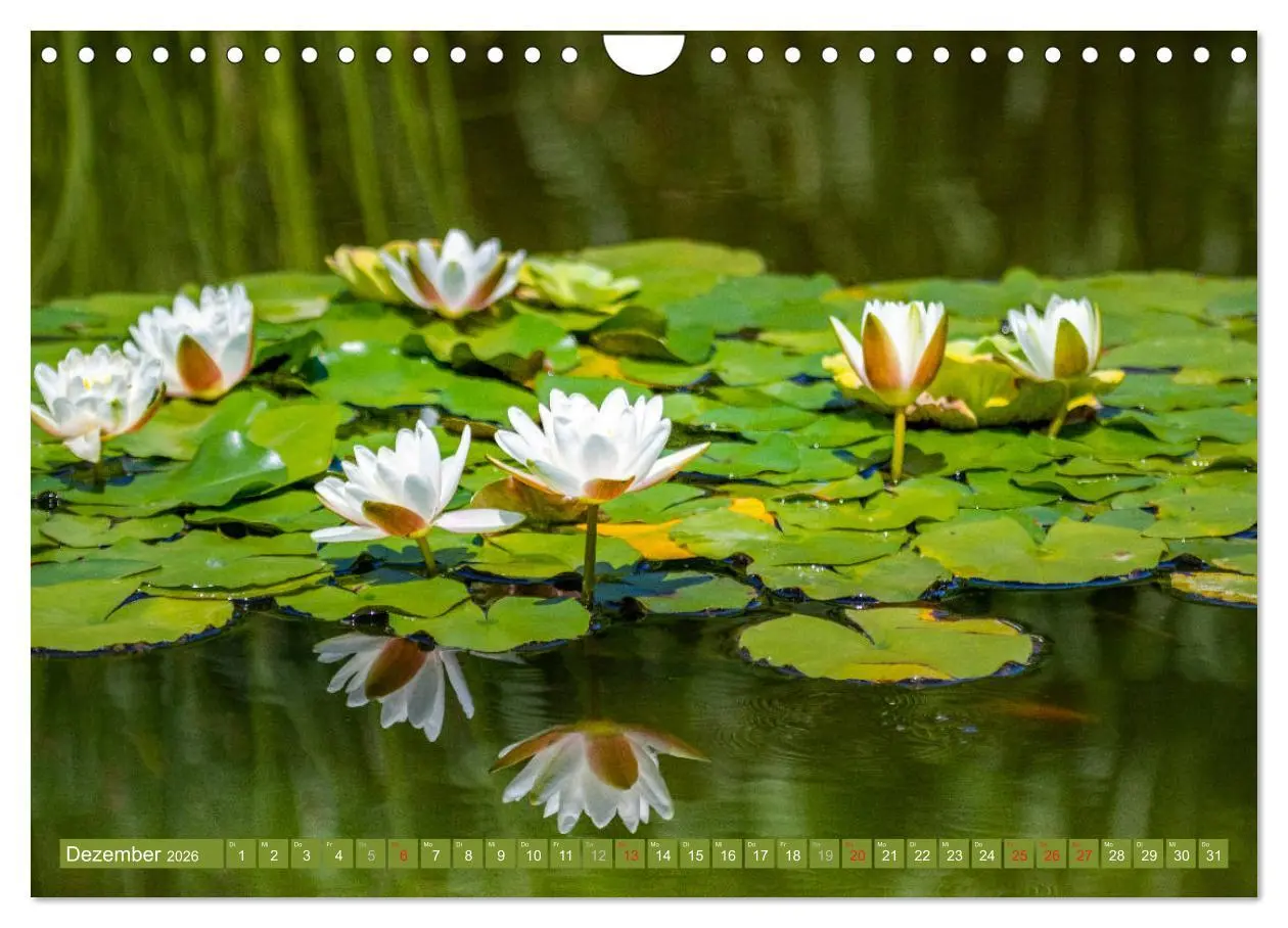 Bild: 9783457779996 | Zauberhafte Seerosen (Wandkalender 2026 DIN A4 quer), CALVENDO...