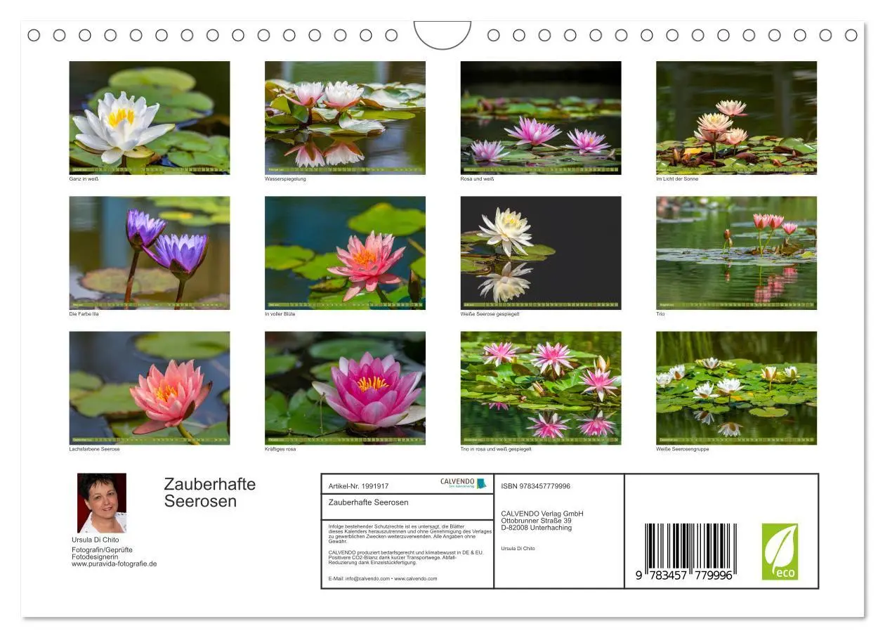 Bild: 9783457779996 | Zauberhafte Seerosen (Wandkalender 2026 DIN A4 quer), CALVENDO...