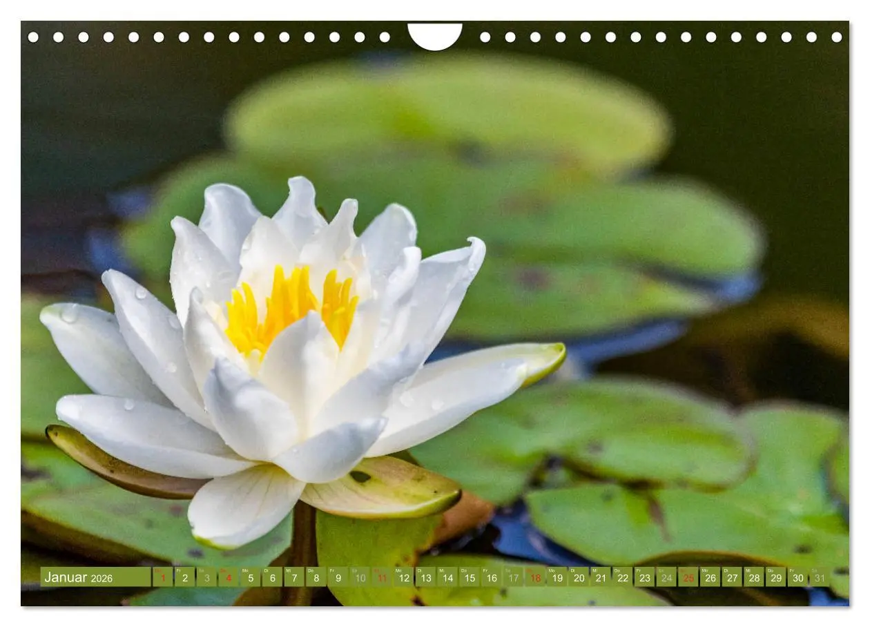 Bild: 9783457779996 | Zauberhafte Seerosen (Wandkalender 2026 DIN A4 quer), CALVENDO...