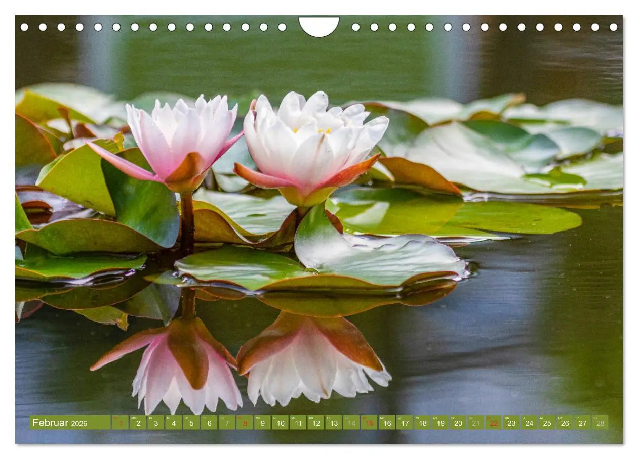 Bild: 9783457779996 | Zauberhafte Seerosen (Wandkalender 2026 DIN A4 quer), CALVENDO...