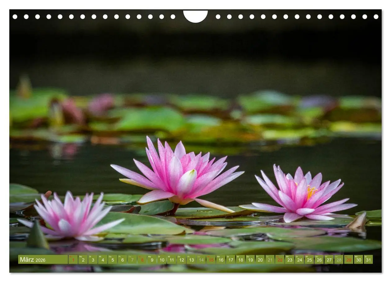 Bild: 9783457779996 | Zauberhafte Seerosen (Wandkalender 2026 DIN A4 quer), CALVENDO...