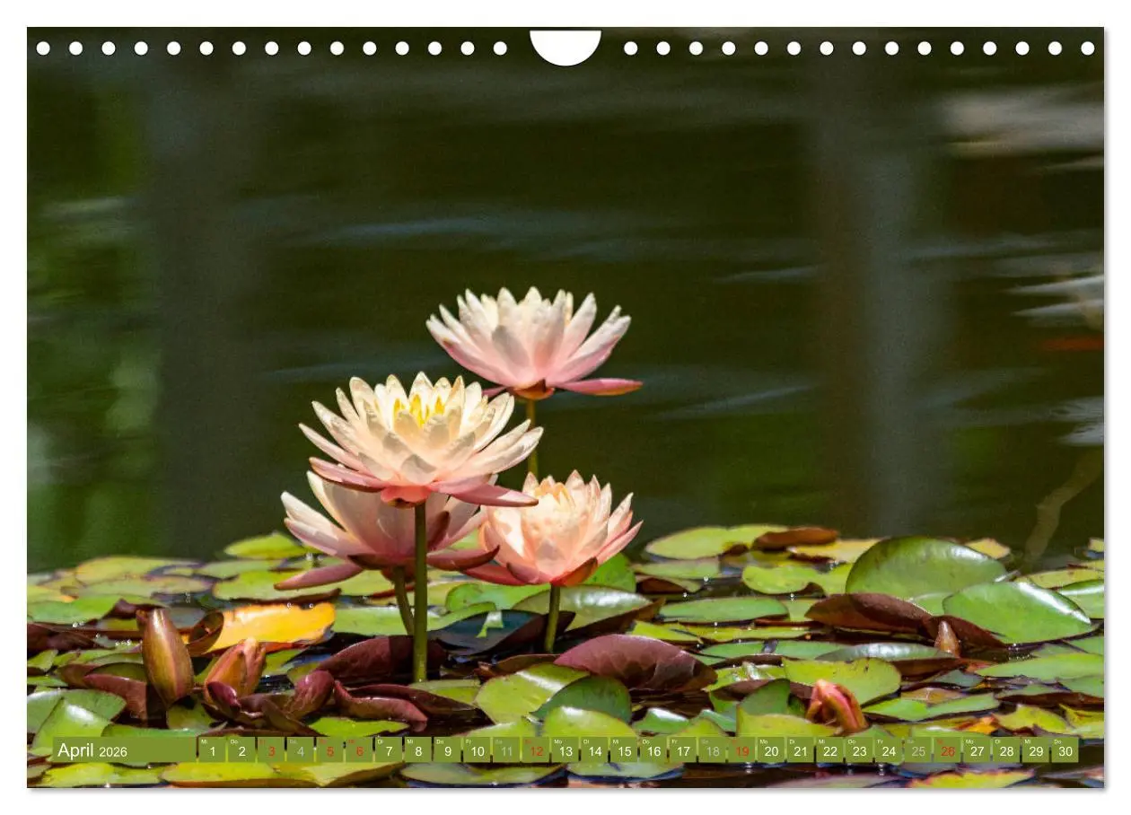 Bild: 9783457779996 | Zauberhafte Seerosen (Wandkalender 2026 DIN A4 quer), CALVENDO...