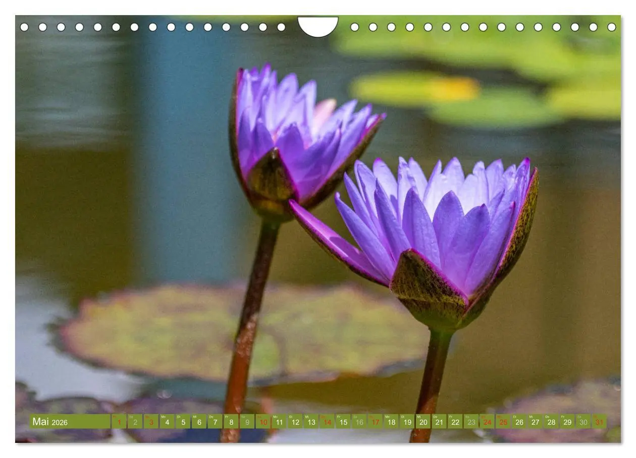 Bild: 9783457779996 | Zauberhafte Seerosen (Wandkalender 2026 DIN A4 quer), CALVENDO...