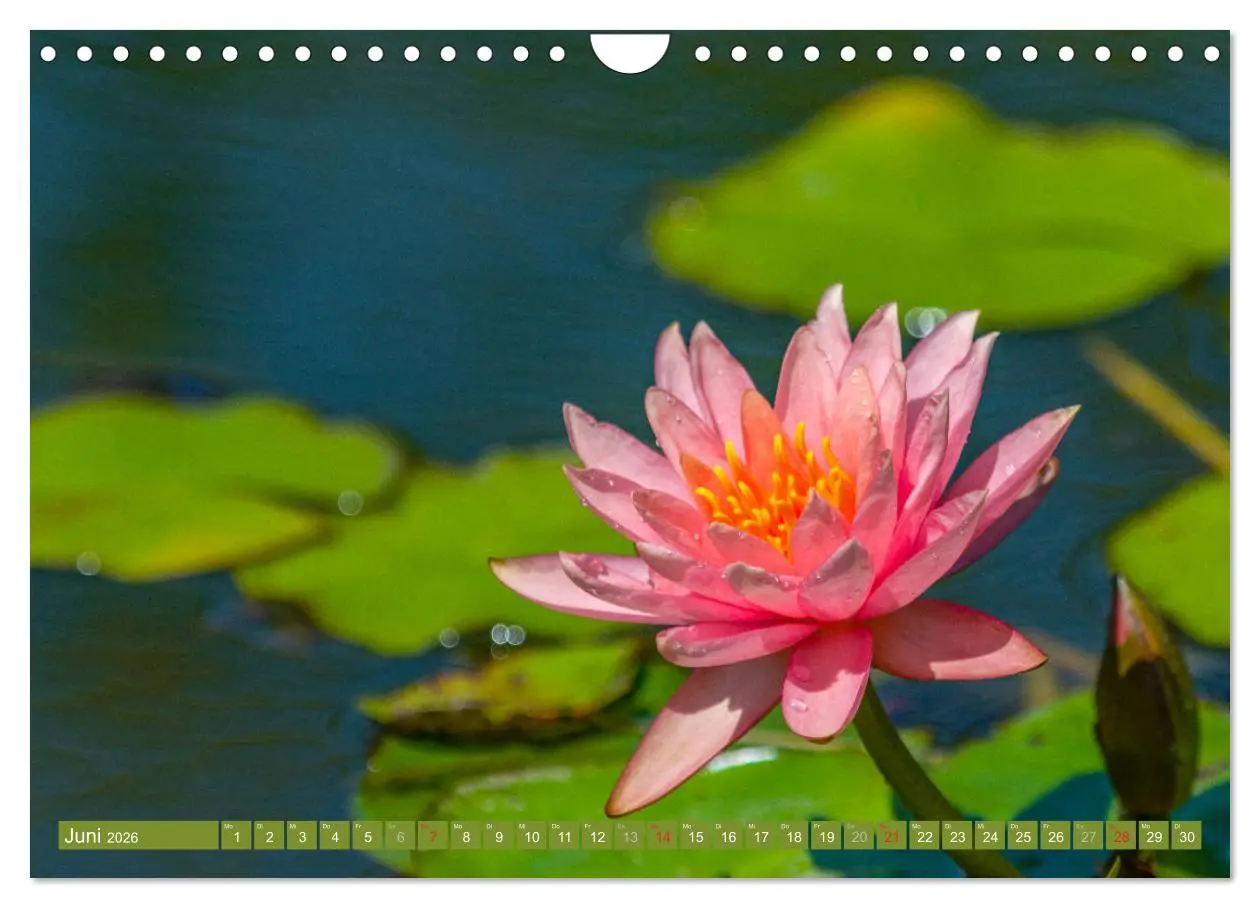 Bild: 9783457779996 | Zauberhafte Seerosen (Wandkalender 2026 DIN A4 quer), CALVENDO...