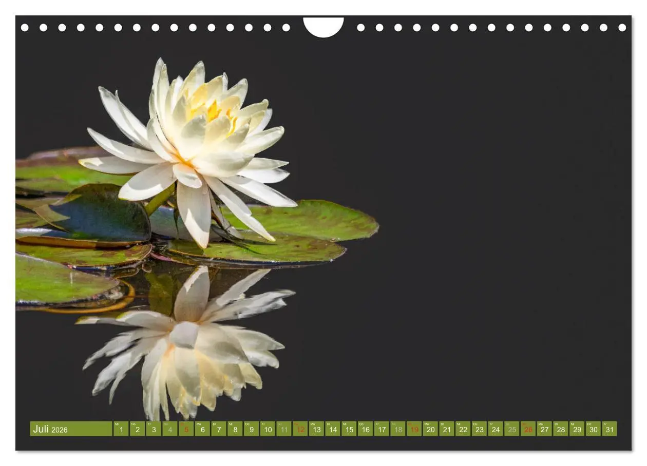 Bild: 9783457779996 | Zauberhafte Seerosen (Wandkalender 2026 DIN A4 quer), CALVENDO...