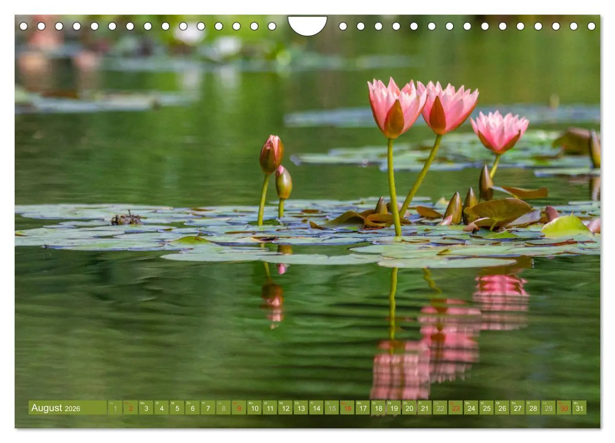 Bild: 9783457779996 | Zauberhafte Seerosen (Wandkalender 2026 DIN A4 quer), CALVENDO...