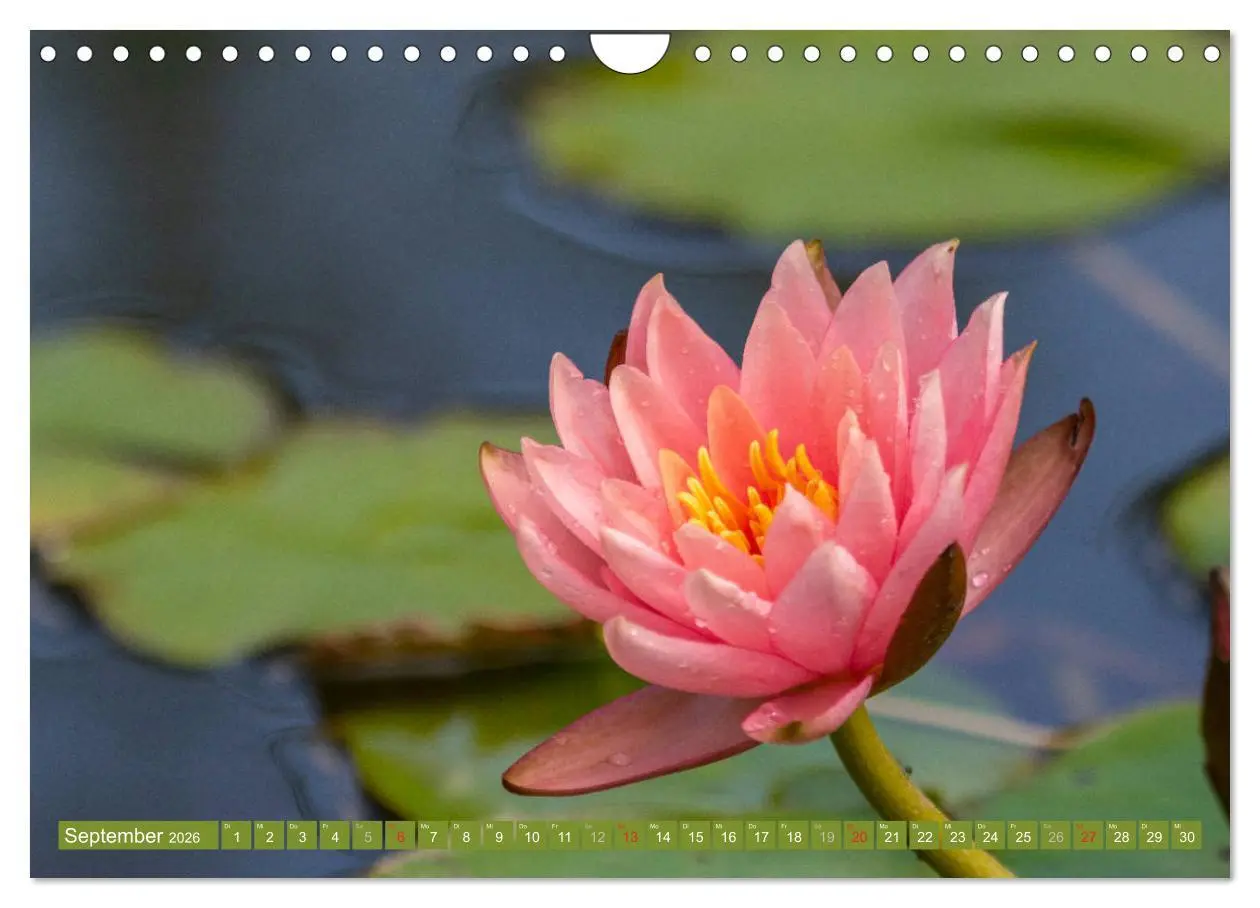 Bild: 9783457779996 | Zauberhafte Seerosen (Wandkalender 2026 DIN A4 quer), CALVENDO...