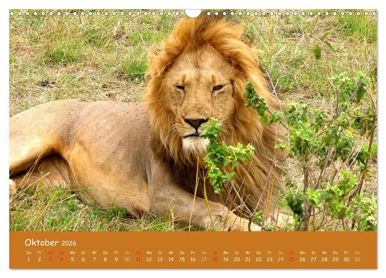 Bild: 9783516120097 | Auge in Auge mit den Tieren Afrikas (Wandkalender 2026 DIN A3...