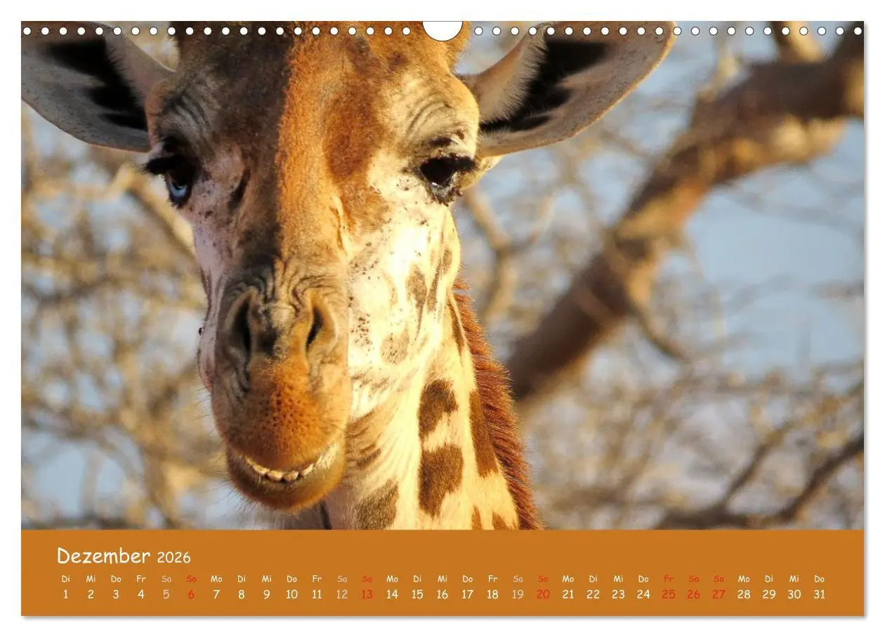 Bild: 9783516120097 | Auge in Auge mit den Tieren Afrikas (Wandkalender 2026 DIN A3...