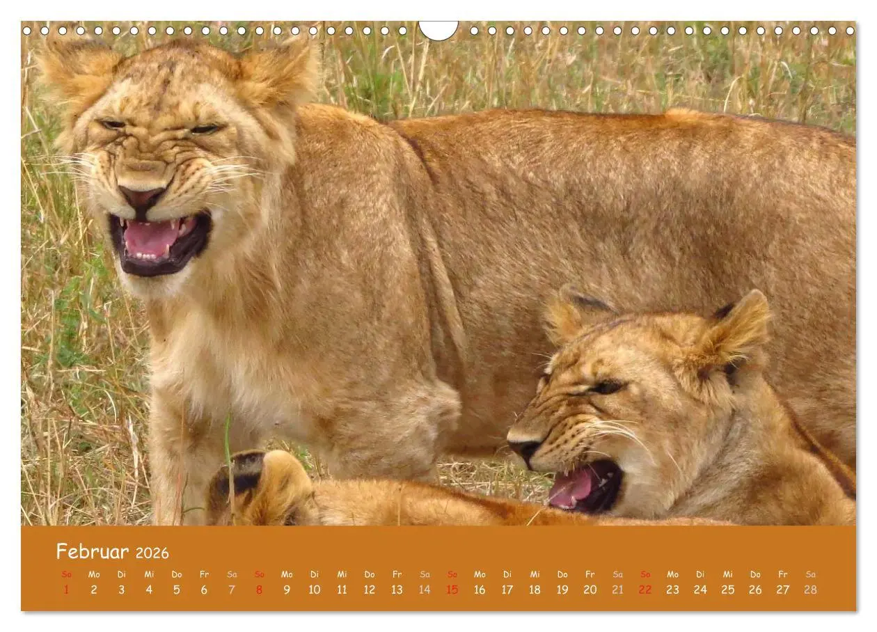 Bild: 9783516120097 | Auge in Auge mit den Tieren Afrikas (Wandkalender 2026 DIN A3...