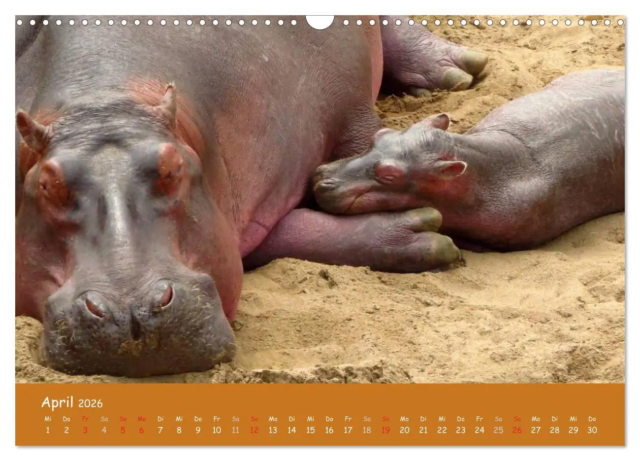 Bild: 9783516120097 | Auge in Auge mit den Tieren Afrikas (Wandkalender 2026 DIN A3...